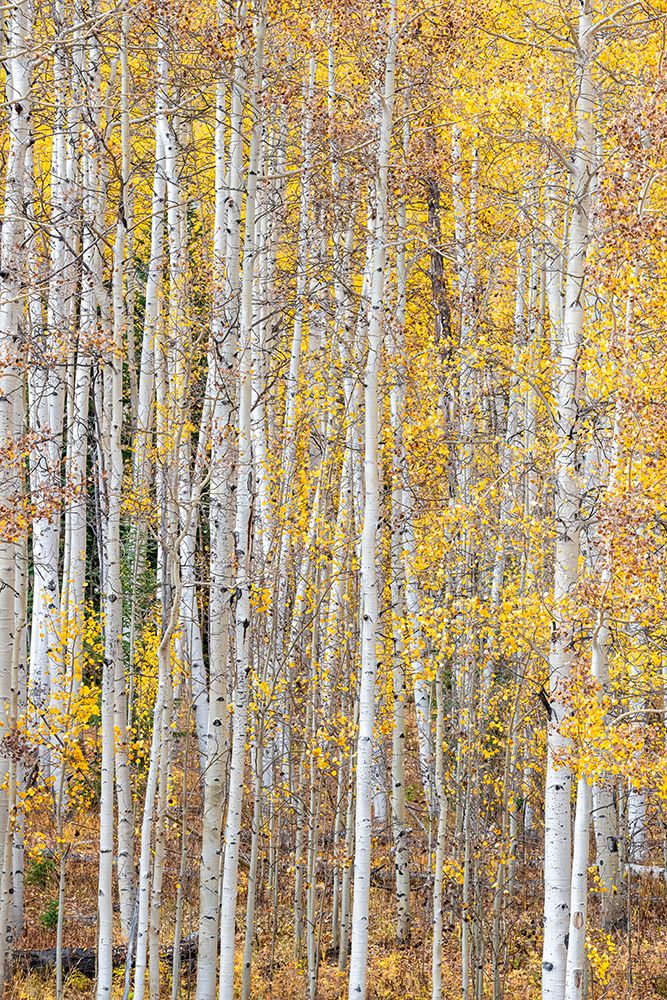 Leaves and tree trunks create an aspen wall of texture-Colorado-USA. art print by Betty Sederquist for $57.95 CAD